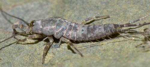 Petrobius sp.